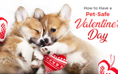 How to Have a Pet-Safe Valentine's Day