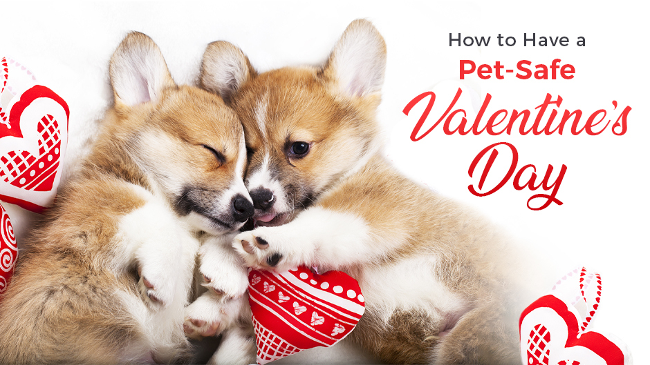 How to Have a Pet-Safe Valentine's Day