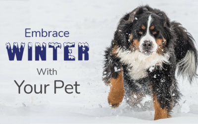 Embrace Winter With Your Pet