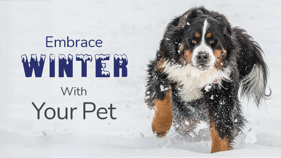Embrace Winter With Your Pet