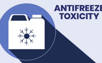 Antifreeze Toxicity