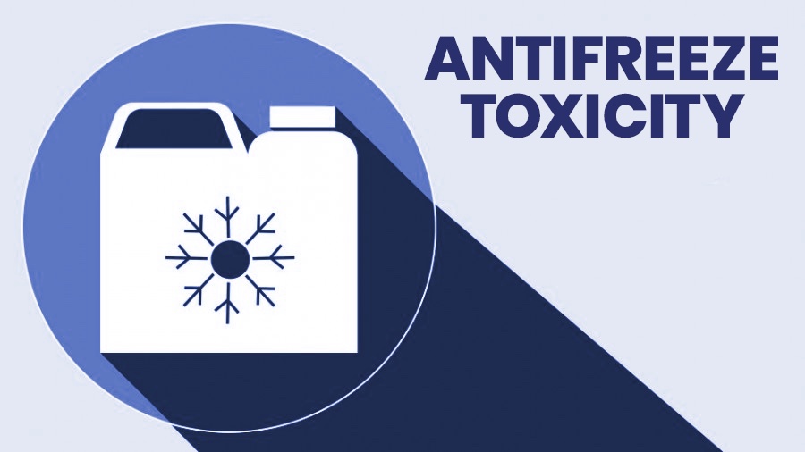 antifreeze toxicity