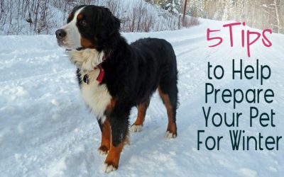 5 Tips to Help Prepare Your Pet For Winter