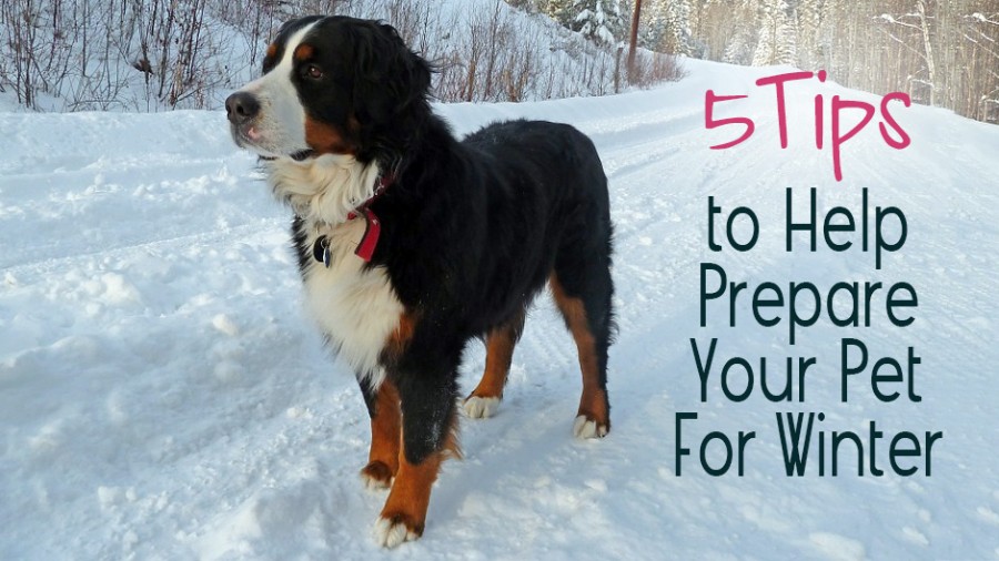 5 Tips to Help Prepare Your Pet For Winter