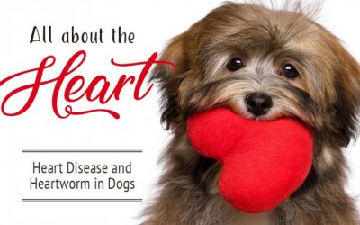 All About the Heart (Heart Disease & Heartworm in Dogs)