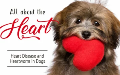 All About the Heart (Heart Disease & Heartworm in Dogs)