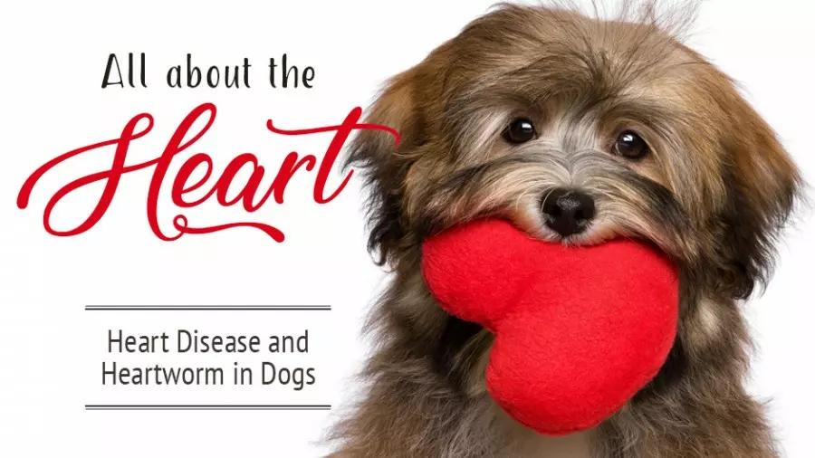 All About the Heart (Heart Disease & Heartworm in Dogs)