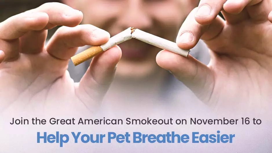 Join the Great American Smokeout on November 16 to Help Your Pet Breathe Easier
