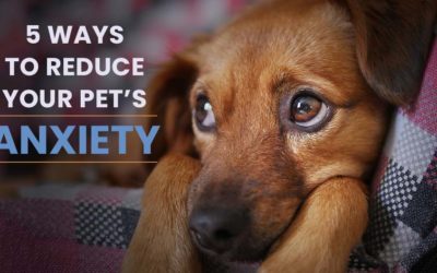 5 Ways to Reduce Your Pet's Anxiety