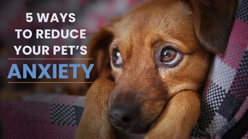 5 Ways to Reduce Your Pet's Anxiety
