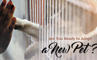 Are You Ready to Adopt a Pet?