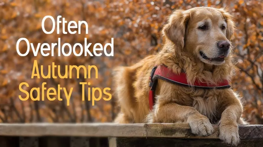 Often Overlooked Autumn Safety Tips