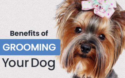 Benefits of Grooming Your Dog