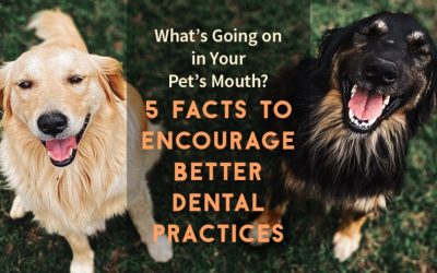 What's Going on in Your Pet's Mouth? 5 Facts to Encourage Better Dental Practices