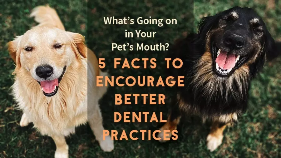 What's Going on in Your Pet's Mouth? 5 Facts to Encourage Better Dental Practices