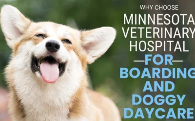Why Choose Minnesota Veterinary Hospital for Boarding and Doggy Daycare