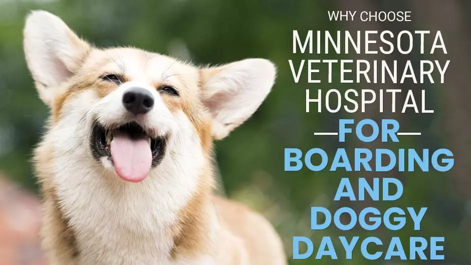 Why Choose Minnesota Veterinary Hospital for Boarding and Doggy Daycare