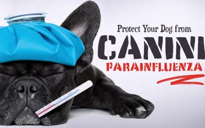 Protect Your Dog from Canine Parainfluenza