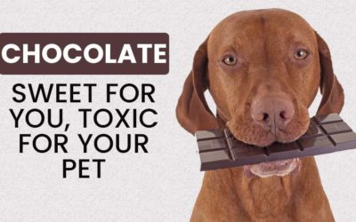 Chocolate: Sweet for You, Toxic for Your Pet