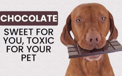 Chocolate: Sweet for You, Toxic for Your Pet