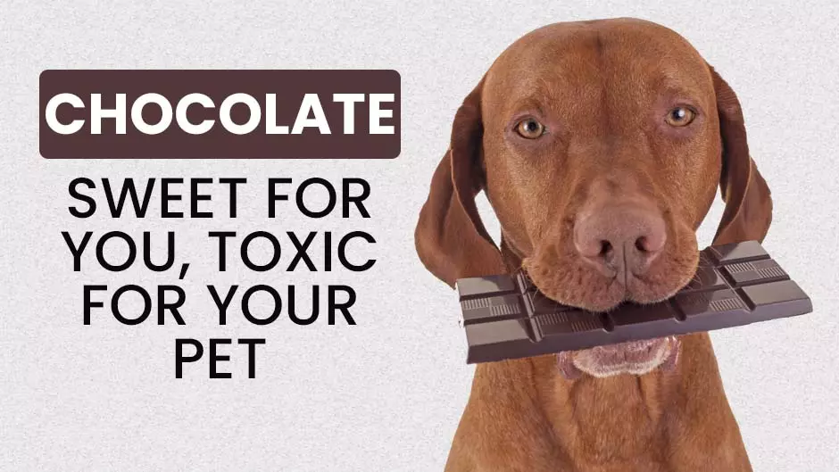 Chocolate: Sweet for You, Toxic for Your Pet