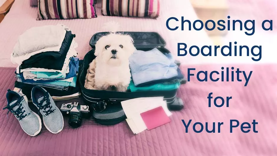 Choosing a Boarding Facility for Your Pet