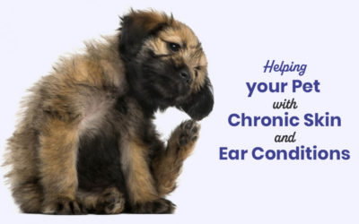 Helping your Pet with Chronic Skin and Ear Conditions