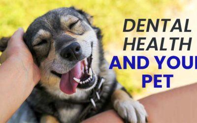 Dental Health and Your Pet