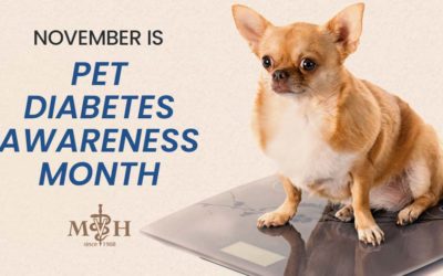 November is Pet Diabetes Awareness Month