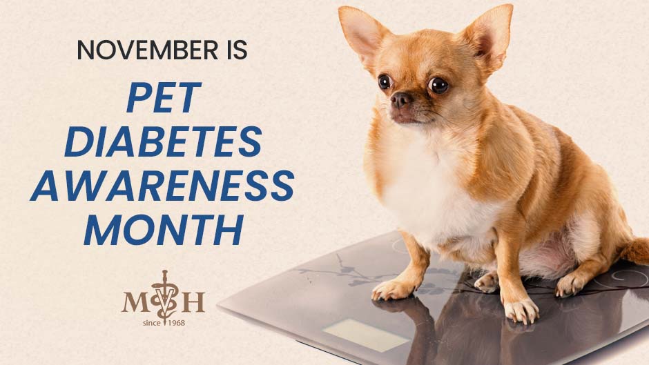 November is Pet Diabetes Awareness Month