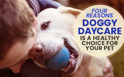 Four Reasons Doggy Daycare is a Healthy Choice for Your Pet