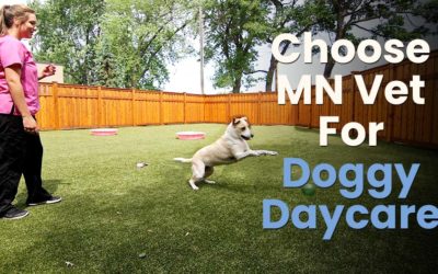 Choose MN Vet For Doggy Daycare