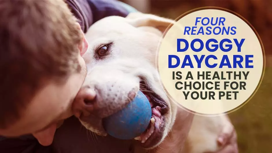 Four Reasons Doggy Daycare is a Healthy Choice for Your Pet