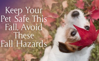 Keep Your Pet Safe This Fall, Avoid These Fall Hazards