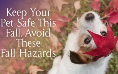 Keep Your Pet Safe This Fall, Avoid These Fall Hazards