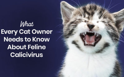 What Every Cat Owner Needs to Know About Feline Calicivirus