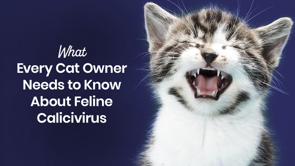 What Every Cat Owner Needs to Know About Feline Calicivirus