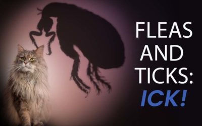 Fleas and Ticks: ICK!