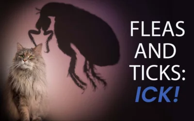 Fleas and Ticks: ICK!