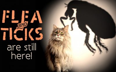 Fleas and Ticks Are Still Here!