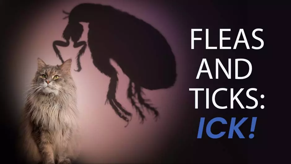 Fleas and Ticks: ICK!