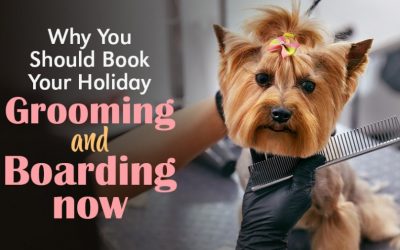 Why You Should Book Your Holiday Grooming and Boarding Now