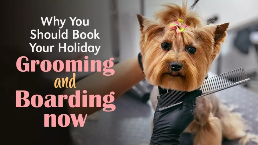 Why You Should Book Your Holiday Grooming and Boarding Now