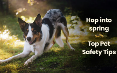 Hop into Spring with Top Pet Safety Tips