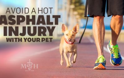 Avoid a Hot Asphalt Injury with Your Dog