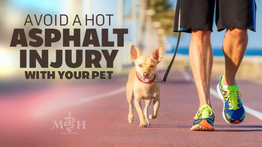 Avoid a Hot Asphalt Injury with Your Dog