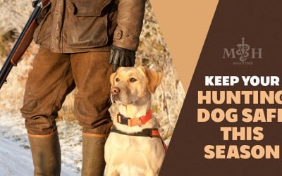 Keep Your Dog Safe This Hunting Season