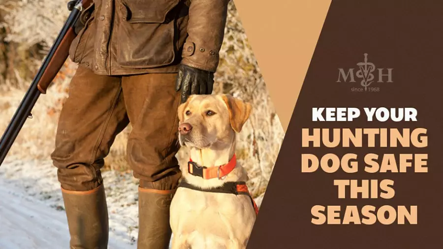 Keep Your Dog Safe This Hunting Season