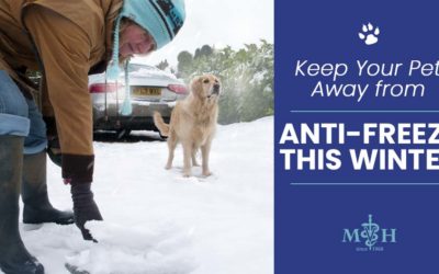 Keep Your Pet Away from Antifreeze This Winter