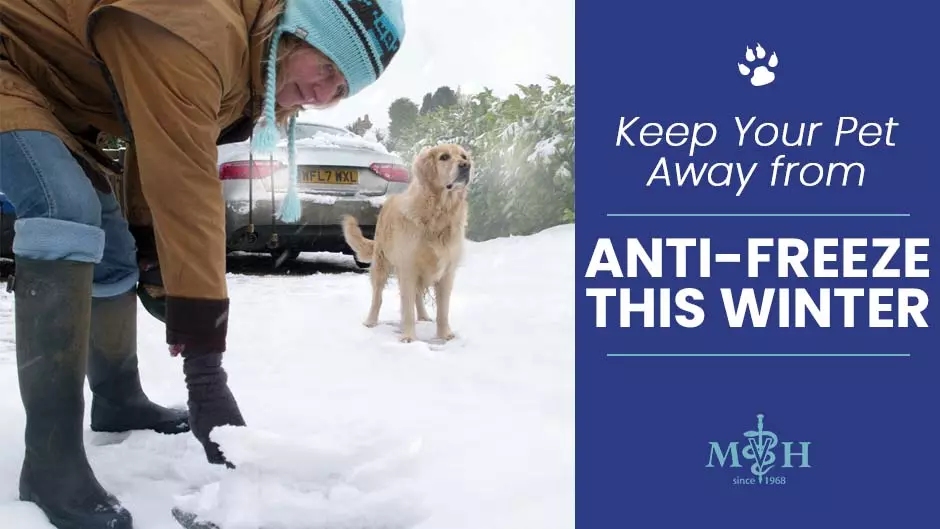 Keep Your Pet Away from Antifreeze This Winter